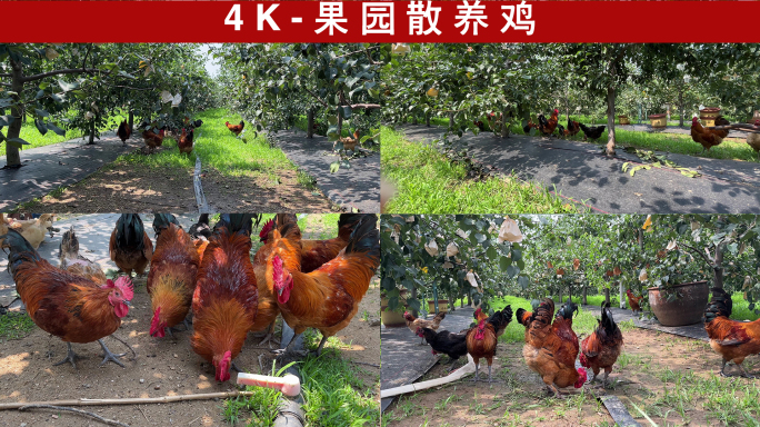 4K-果园散养鸡