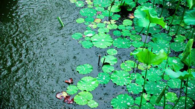 荷塘湖面大雨涟漪水花水泡