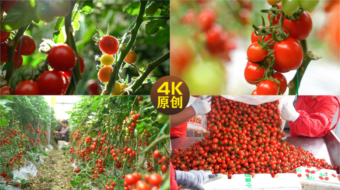 圣女果小番茄果园素材4K