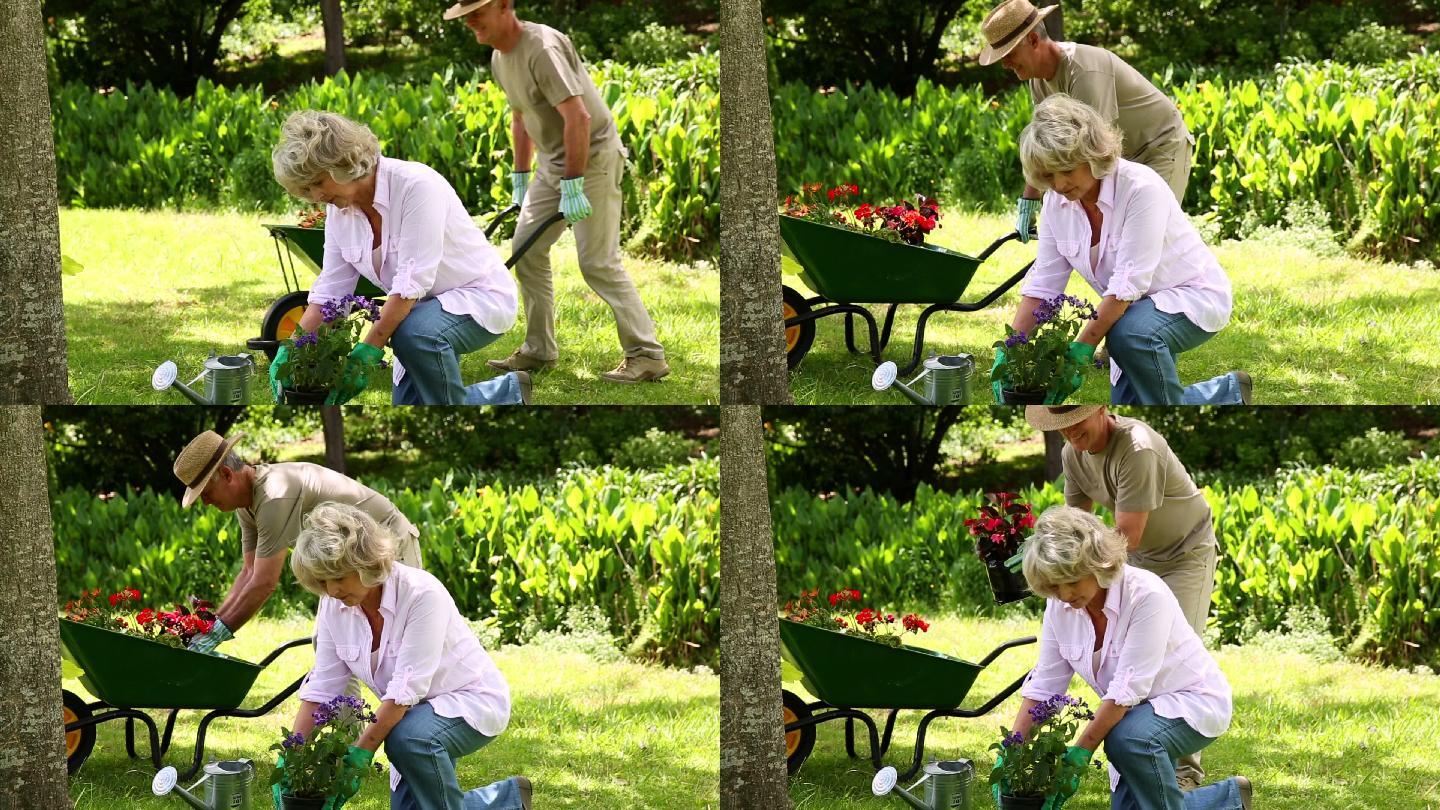 退休夫妇一起在花园里种花