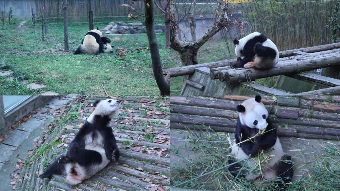 熊猫、国宝大熊猫、雅安熊猫繁育基地、盼盼