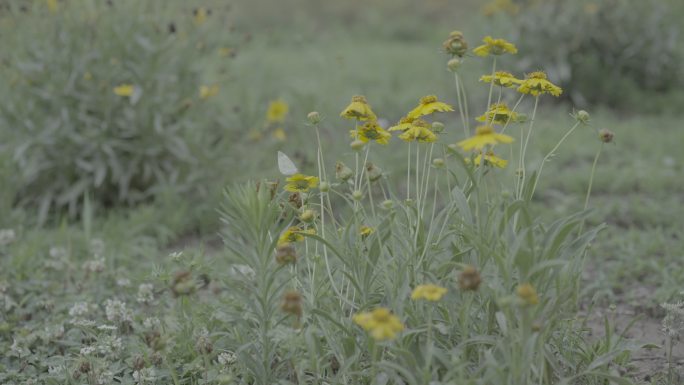 雏菊