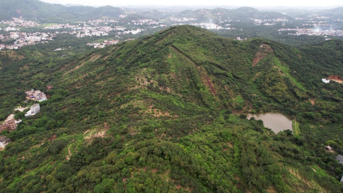 高州根子荔枝山航拍