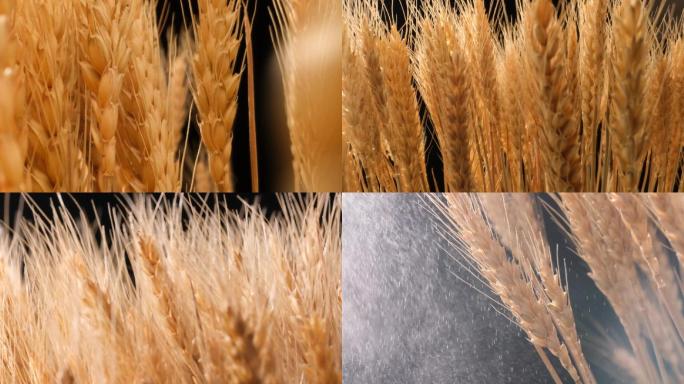 小麦大麦麦子麦穗旋转推拉运镜
