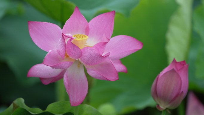 [4K]夏天早晨雨后鲜艳的荷花特写镜头