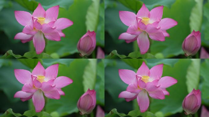 [4K]夏天早晨雨后鲜艳的荷花特写镜头