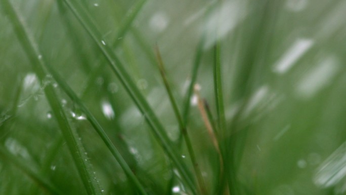 雨缓慢地落在草叶上