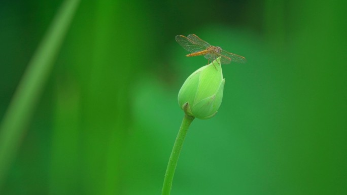 荷花苞上的蜻蜓