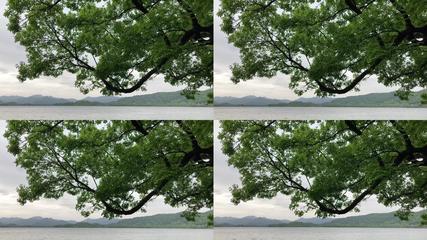 延时拍摄西湖的老树