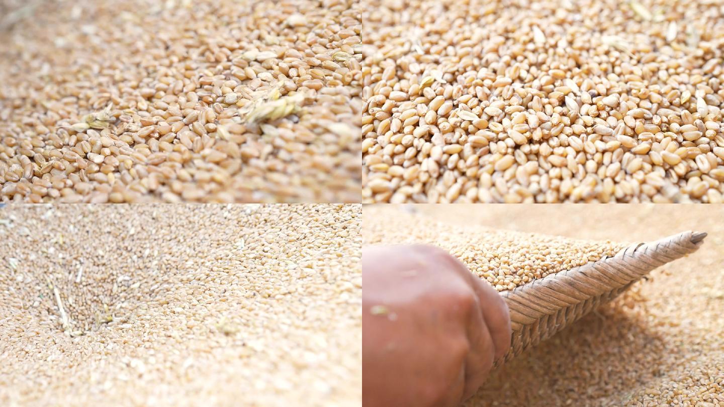 小麦 麦粒升格