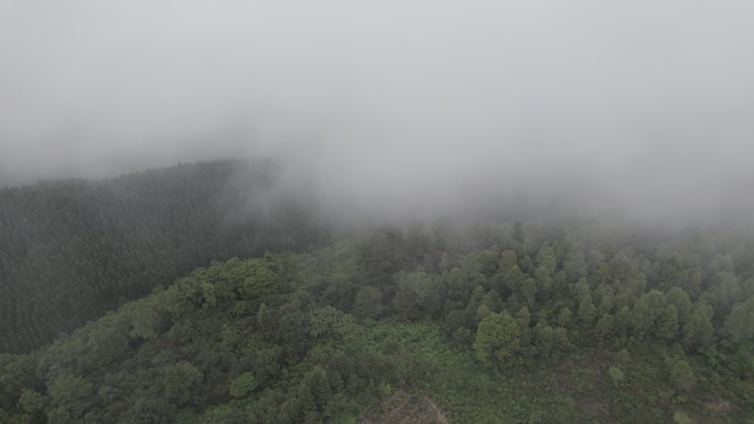 森林中晨雾环绕丨Dlog丨原始素材