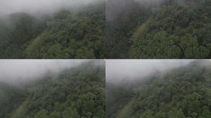 雨后山谷森林云雾丨Dlog丨原始素材