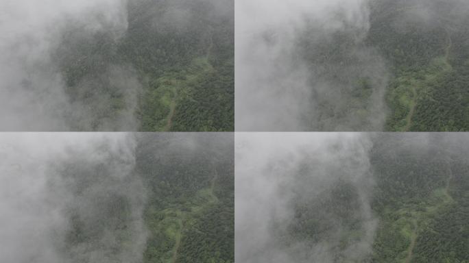 清晨森林中晨雾缥缈丨Dlog丨原始素材
