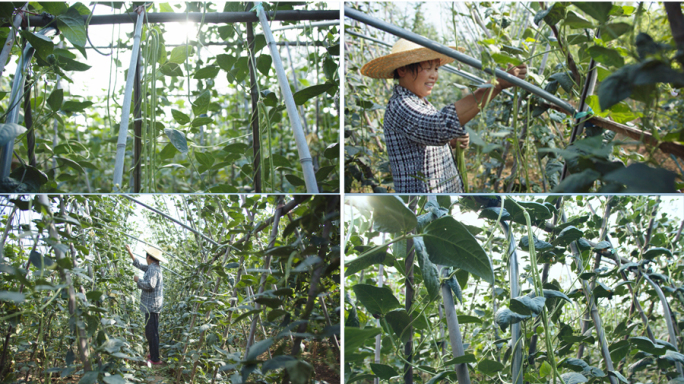 豆角、豇豆种植 农民摘豆角