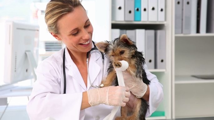 兽医在她的办公室里给一只约克郡犬缠绷带