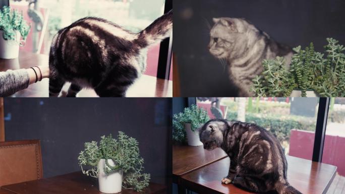 猫 趴在窗前 悠闲时光   实拍素材4K