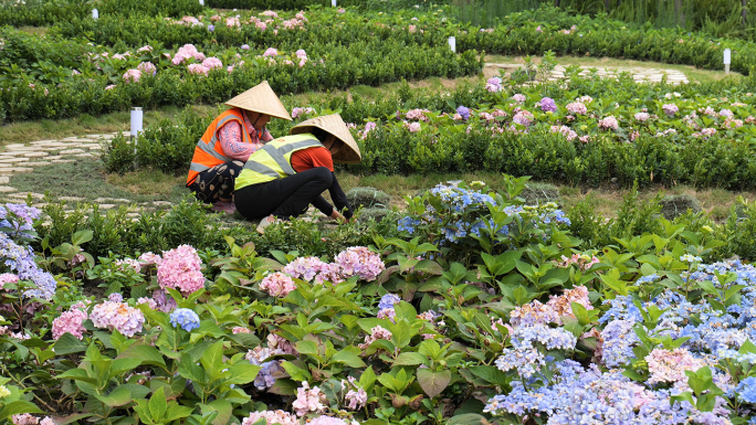 园林道路种草皮，花园小径种植青草市政施工