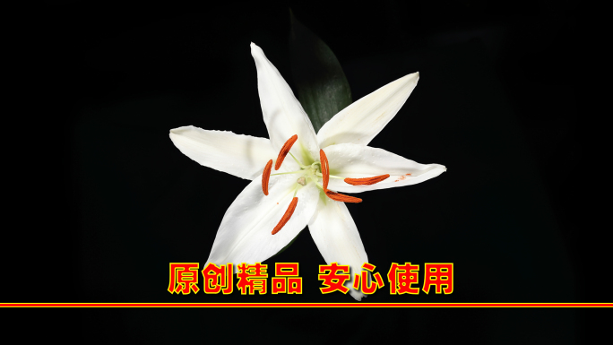 延时摄影 百合花开