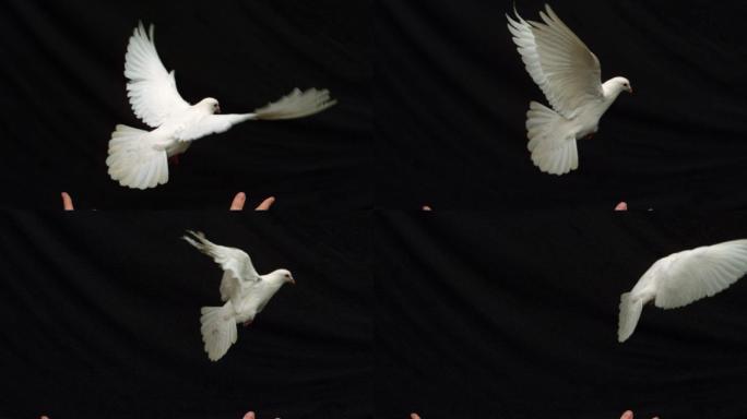 在慢镜头中，双手在黑色背景上释放一只和平的白鸽