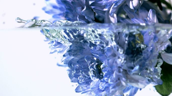 蓝色的花以慢镜头落入水中