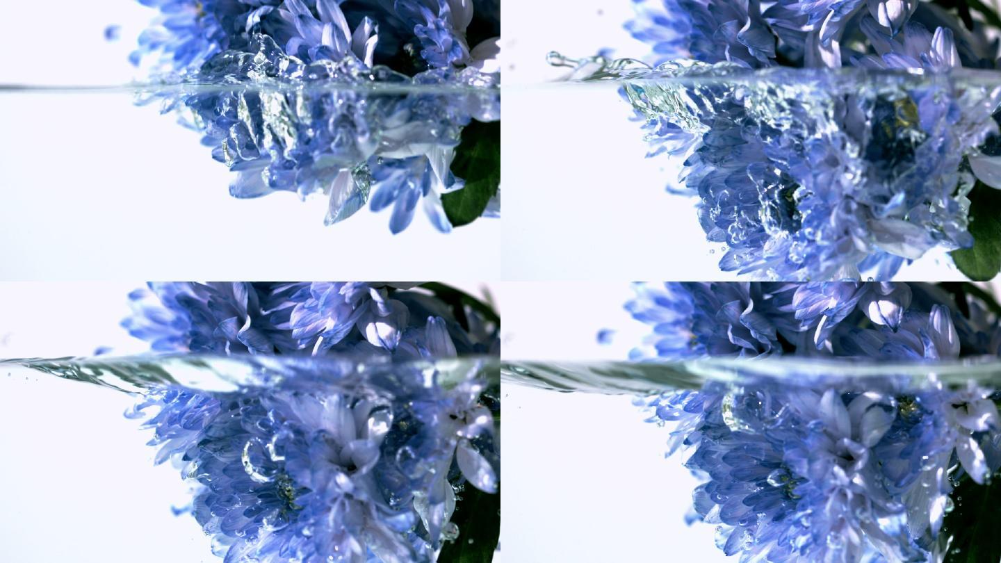 蓝色的花以慢镜头落入水中