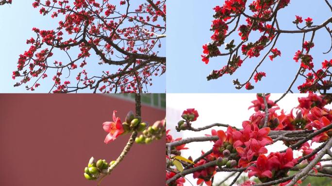 木棉花英雄花