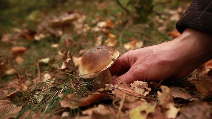 树林里的蘑菇被人采摘