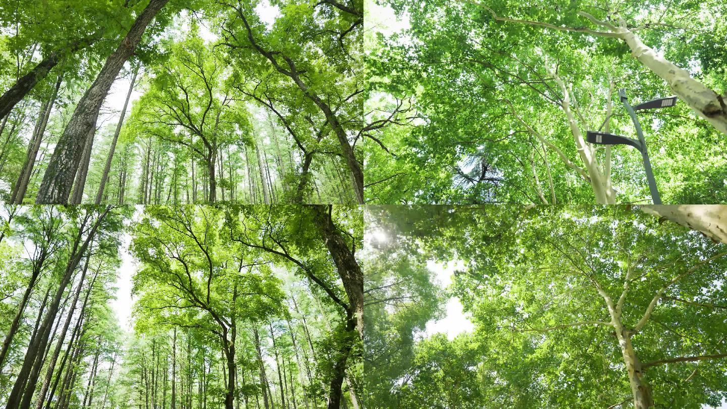 4K立夏盛夏森林公园唯美逆光仰拍大自然