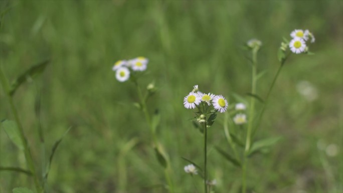 小花