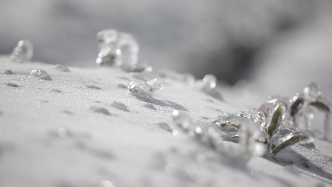 高山茶场茶园茶叶寒潮倒春寒冰冻积雪冻雨