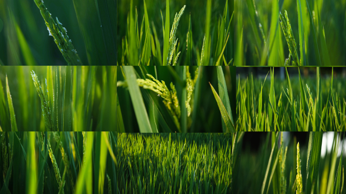 水稻稻谷大米丰收乡村农业振兴逆光唯美水稻