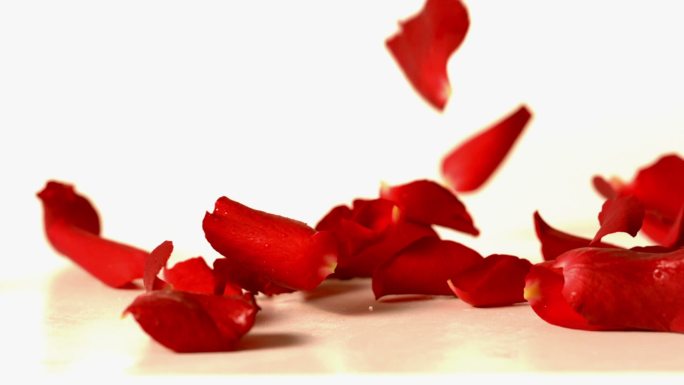 红玫瑰花瓣缓缓飘落在白色的表面