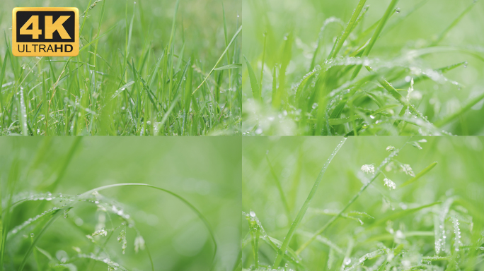 【4K】茁长生长的小草，青草上的露珠