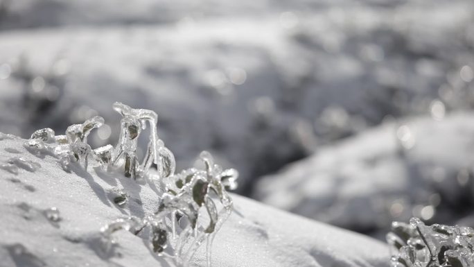 浙江高山茶园茶山茶叶寒潮倒春寒下雪冰冻