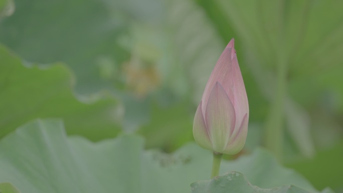 一枝荷花苞