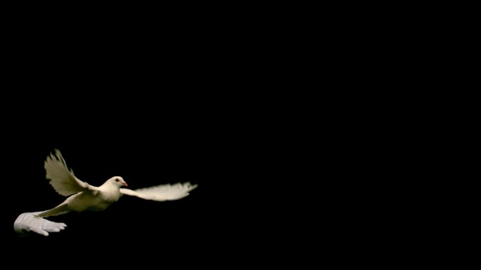 在慢镜头中，双手在黑色背景上释放一只和平的白鸽