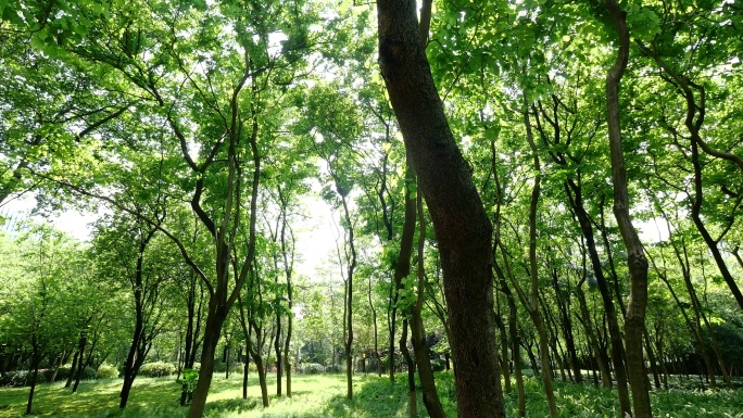 市里绿葱葱的森林公园