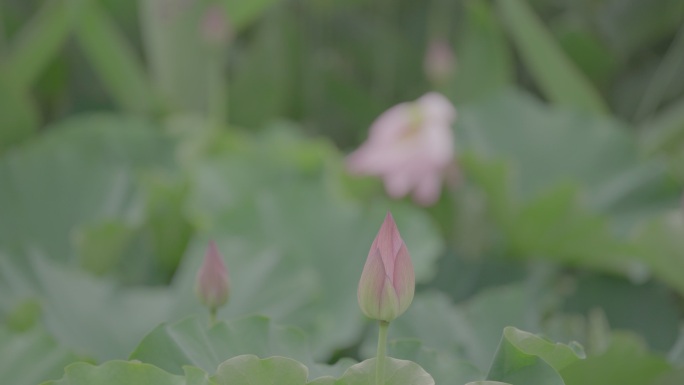 一枝荷花苞