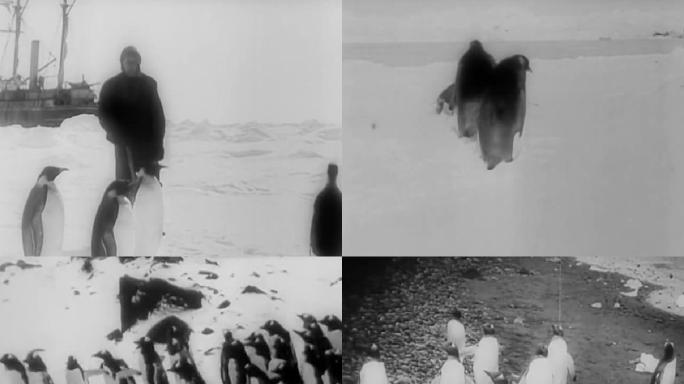 19世纪20年代南极企鹅