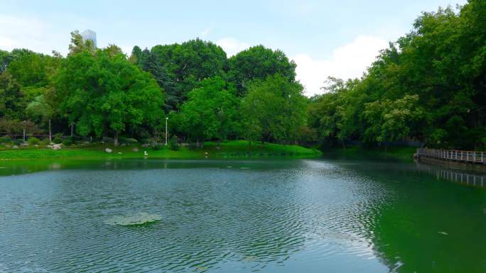 森林公园唯美湖景