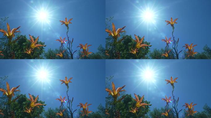 【4K素材】烈日下的花朵