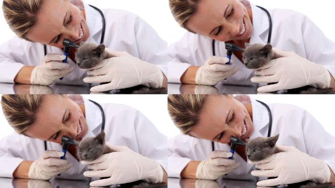 兽医在她的办公室里检查一只灰色小猫的耳朵