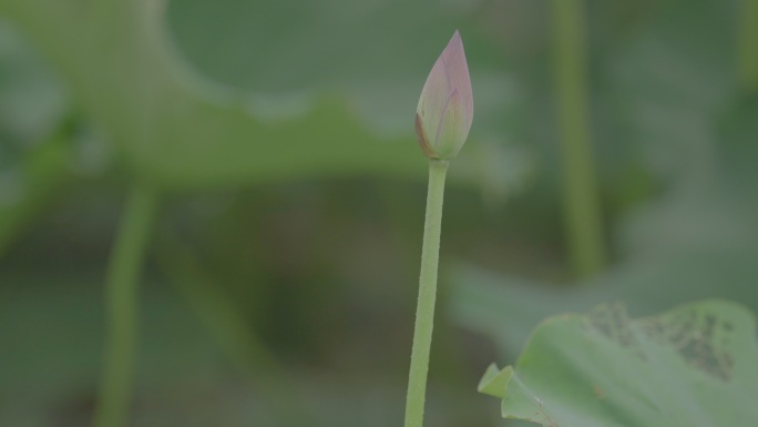 一枝荷花苞