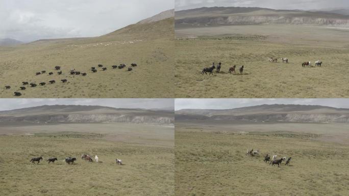 青海果洛的牧场上马群在奔腾4K航拍未调色