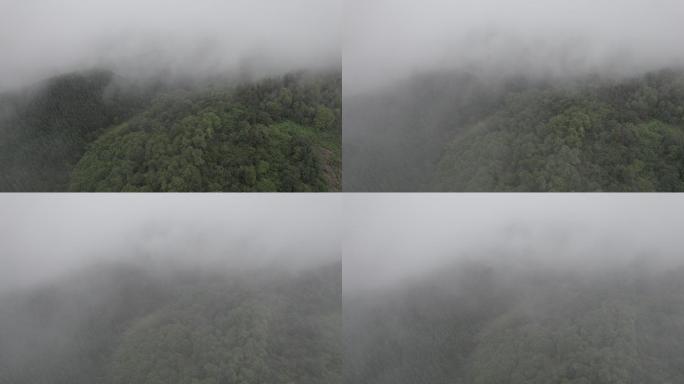 航拍晨雾下原始森林 丨Dlog丨原始素材