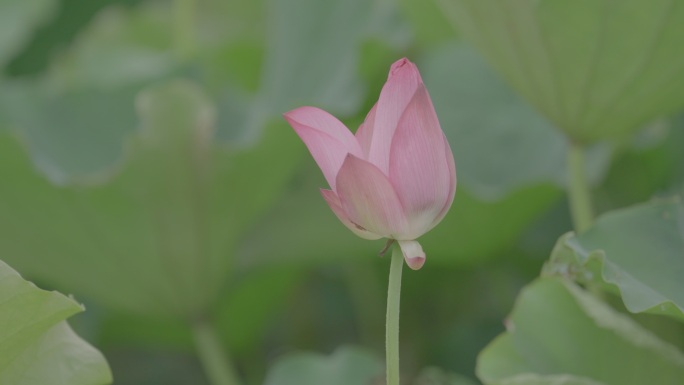 一枝荷花苞