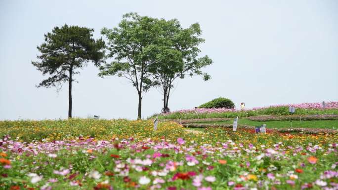 大自然 格桑花海 生活 空境 生态环境