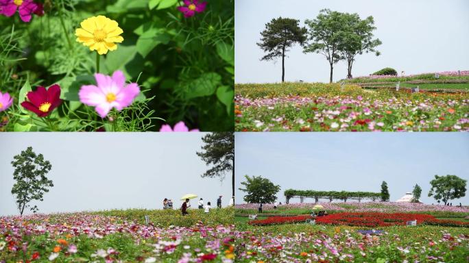 大自然 格桑花海 生活 空境 生态环境