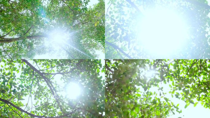 阳光透过榕树叶唯美慢镜头空镜