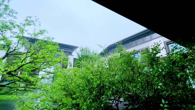 营销展厅小景 雨天下的绿植